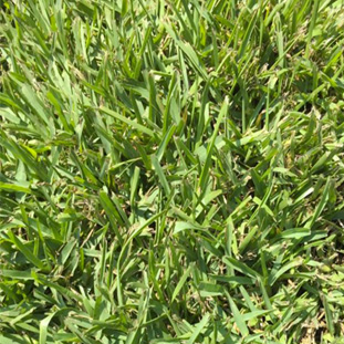 St. Augustine Grass